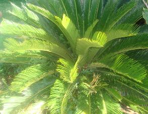 beware-of-that-cycad-in-your-garden